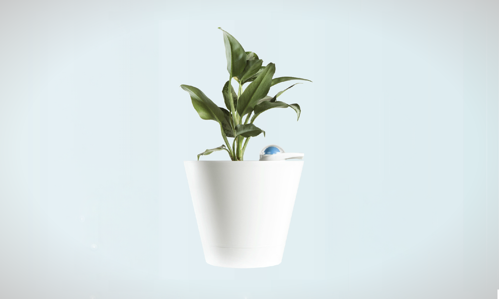 Image of Nimbus Self-Watering Pot